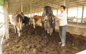 An Giang: Một ông nông dân U70 mở trang trại nuôi bò khủng, trồng chuối sạch bán cho Tây, lời nhẹ nhàng 5 tỷ/năm