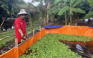 Hậu Giang: Nuôi cua đồng trên cạn cho ăn rau, củ, canh đến cuối năm, nông dân bắt cả tạ, bán đắt tiền