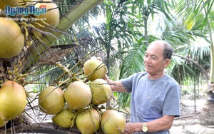 Lạc vào khu vườn trồng 100 cây dừa của một ông nông dân tỉnh Quảng Ngãi, cây thấp tè đã ra nhiều trái to bự
