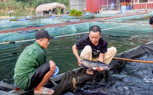 Tuyên Quang: Ở thị trấn này, đặc sản là thịt lợn chua, dâu tây, lại còn có cả loài cá râu dài