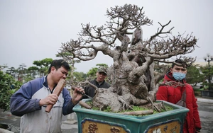 Mãn nhãn với những chậu bonsai quý hiếm đang có mặt tại Hà Nội