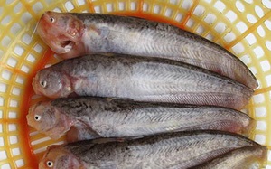Loài cá trèn sứt môi một thời có nhiều kênh rạch miền Tây hóa ra giờ thành đặc sản, nấu kiểu gì cũng ngon