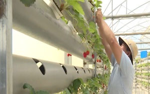 Bình Thuận: Mô hình trồng dâu tây công nghệ cao