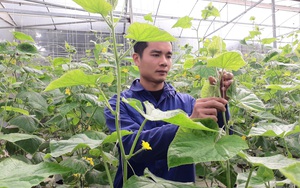 Thái Nguyên: Chàng thiếu úy đẹp trai trồng dưa chuột công nghệ cao, cây to, trái bé tí, hái mỏi tay, bán đắt hàng