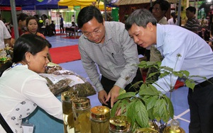 Quảng Nam: Chi 3 tỷ đồng trồng thử nghiệm sâm Ngọc Linh nuôi cấy mô