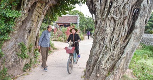Cây đa 500 tuổi có bộ rễ khủng tạo thành cổng làng "độc" nhất ở Hưng Yên