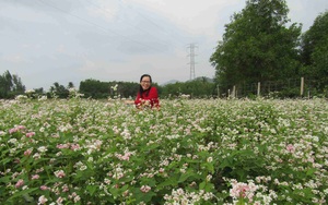 Bình Định: Loài hoa nhuốm màu huyền thoại ở tỉnh Hà Giang bất ngờ xuất hiện ở Phù Cát, nhiều người thích thú