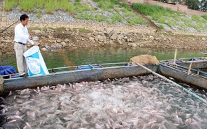 Cảnh báo kháng sinh nuôi trồng thủy sản tăng 33%