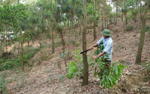 Bắc Ninh: Trồng rừng đạt gần 97%, triển khai 11 giải pháp bảo vệ rừng