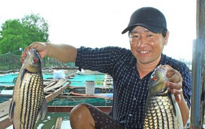 Vĩnh Long: Cá trà sóc đặc sản nuôi trên sông Cổ Chiên vừa bắt lên đã nhảy tưng tưng trên mạng xã hội