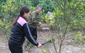 Bắc Giang: Vì sao dân một xã ở huyện Lục Nam đau xót buộc phải chặt hạ, phá bỏ 70ha trồng cam?