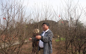 Cấm chặt đào rừng, thủ phủ đào phai Hà Tĩnh "lên ngôi", hút khách đến xem cây, đặt cọc