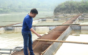 Tuyên Quang: Chịu khó ra giữa sông đóng lồng nuôi cá quý hiếm, ông nông dân này thu tiền tỷ