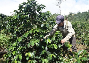 Kon Tum: Cây làm giàu ở Đông Trường Sơn là cây gì mà giúp nhiều nông dân từ nghèo vươn lên thành khá giả?