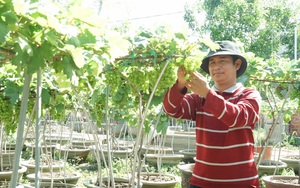Ninh Thuận: Phát sốt với những cây nho kiểng thấp tè đã đeo cả chục chùm trái tươi ngon bắt mắt