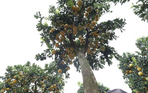 Đeo lúc lỉu hơn 200 quả trên cây: Bưởi cảnh khổng lồ 'hét' giá cho thuê gần 100 triệu đồng