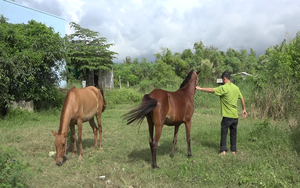 Tiền Giang: Cả làng này nuôi ngựa, cha truyền con nối theo nghề "Bật Mã Ôn", ai đến xem cũng bất ngờ