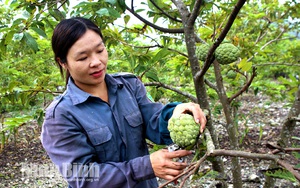 Ninh Bình: Trồng na ra quả trái vụ, cắt 5 tấn trái nào cũng to bự, nông dân làng này trúng lớn