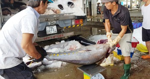 Giáp Tết, đơn hàng cá ngừ đại dương đi Mỹ, châu Âu... tăng vọt