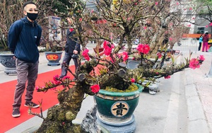 Ngắm thế Đào độc, lạ trị giá từ 100 - 50 triệu đồng tại Lễ hội hoa đào Nhật Tân