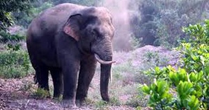 Hơn 100 hộ dân bị voi rừng phá hoại được hỗ trợ hơn 3,1 tỷ đồng