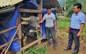 Gần 500 con trâu bò, gia cầm bị chết rét, tỉnh Quảng Bình chỉ đạo &quot;nóng&quot; điều này