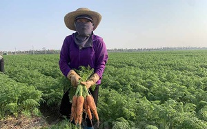 Xã nào của tỉnh Hải Dương trồng cà rốt nhiều nhất, được mùa trúng giá chưa từng thấy nhưng dân đang lo điều gì nhất?