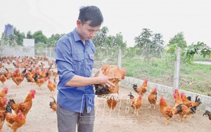 Thái Bình: Cất bằng lái tàu biển về nuôi 35.000 con gà ta, mỗi năm bán 75 tấn, trai họ Trịnh là tỷ phú