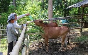 Bỏ trồng ngô lên núi nuôi bò, lão nông dân tộc Thái sở hữu tài sản lớn