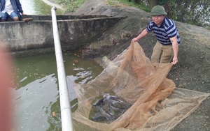 Bắc Giang: Bí quyết nuôi cá trắm cỏ, con nào cũng to nặng 3-4kg, bắt cả tấn bán đắt tiền
