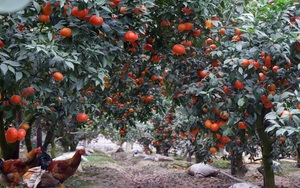 Mê mẩn vườn cam đẹp như tranh của chị nông dân Bắc Giang, mỗi năm hái 120 tấn quả, bỏ túi 4 tỷ