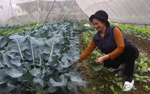 Sản xuất hữu cơ - nông dân khỏe, thu nhập tăng