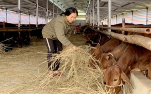 Lạnh dưới 5 độ C, huyện miền núi này của tỉnh Bắc Kạn phòng chống rét cho trâu bò bằng cách gì?