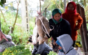Nghệ An: Chuột rừng, sâu măng ngoe nguẩy, vô số sản vật núi rừng bán đắt khách trong thời tiết giá rét ở nơi này