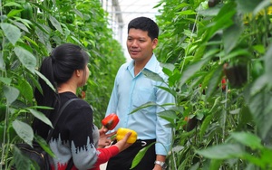 Giá ớt tăng cao, một ông nông dân "tay ngang" tỉnh Lâm Đồng mỗi tháng cắt bán 50 tấn ớt, doanh thu 1,5 tỷ đồng