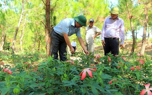 Quảng Bình: Về lại vùng đất khí thiêng sông núi, bất ngờ thấy &quot;rừng&quot; sâm Bố Chính nở ra thứ hoa đẹp mê hồn