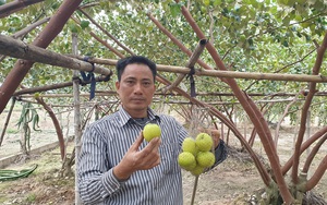 Thái Bình: Một ông nông dân hé lộ bí quyết trồng táo 10 quả to đẹp cả 10, ruồi vàng đứng ngoài &quot;khóc thét&quot;