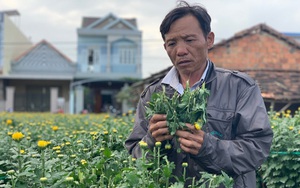 Quảng Ngãi: Hàng trăm chậu hoa cúc bị phá tan tành, Tết nhất đến nơi mà nông dân này khóc không thành tiếng 