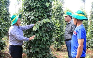 Kết nối công - tư tăng lực khuyến nông, giúp nông dân trồng hồ tiêu sạch, trồng lúa thông minh