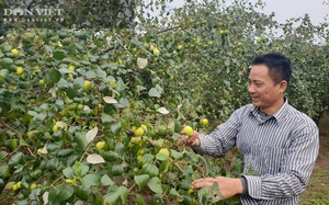 Một ông nông dân tỉnh Nam Định trồng táo chín mọng kiểu gì mà khiến ruồi vàng đứng ngoài &quot;thèm rỏ dãi&quot; 