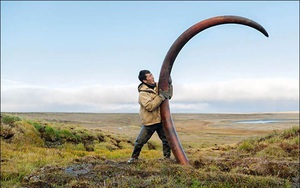Nghề lạ, đi đào ngà voi ma mút vừa dài vừa cong, cả năm làm có 65 ngày đút túi mấy tỷ đồng?