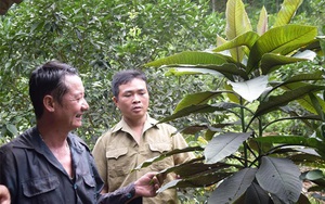 Yên Bái: Cây khôi nhung bào chế thuốc chữa bệnh gì mà nông dân ở đây trồng hái lá bán đắt tiền