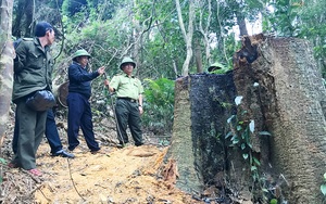Gia Lai: Khởi tố vụ cưa hạ 49m3 gỗ, chuyển hồ sơ sang cơ quan điều tra