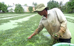 Hậu Giang: Trồng thứ rau &quot;biết bơi&quot; trên mặt ruộng, nông dân hái đến đâu thương lái khuân hết sạch