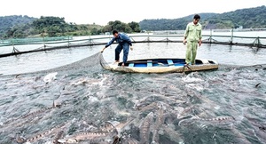 Lâm Đồng: Người nuôi cá tầm điêu đứng vì cá nhập lậu từ Trung Quốc