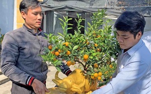 Hải Dương: Một ông nông dân trồng quất bonsai trên lưng trâu vàng, trâu đen, 1 tuần bán hết veo 100 "con"