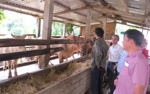 Phú Yên: Nuôi vỗ béo bò đực lai, nông dân lãi lớn
