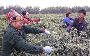 Thái Nguyên: Trời rét tê tái nhưng giá ớt tăng &quot;nóng&quot;, nông dân vẫn lội ruộng hái 1 buổi sáng thu vài triệu bạc