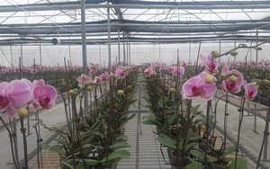 Yên Bái: Vườn lan Hồ Điệp "khủng" với 100.000 giò hoa lan đẹp mê li, bất ngờ nhất là thuê chuyên gia Israel sang trồng