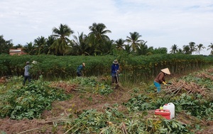 Sau ớt cay đến lượt thứ củ này trồng ở tỉnh Tây Ninh tăng giá chưa từng có, lý do là thế này đây